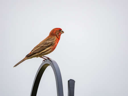 Close up shot of small finch bird at Oklahomaの写真素材