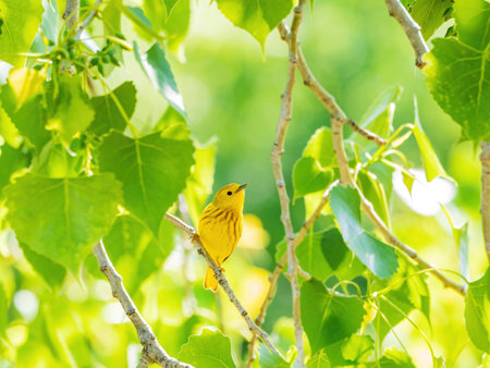 Close up shot of American yellow warbler at Oklahoma