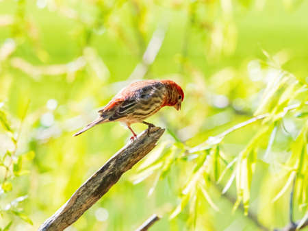 Close up shot of Finch at Oklahomaの写真素材