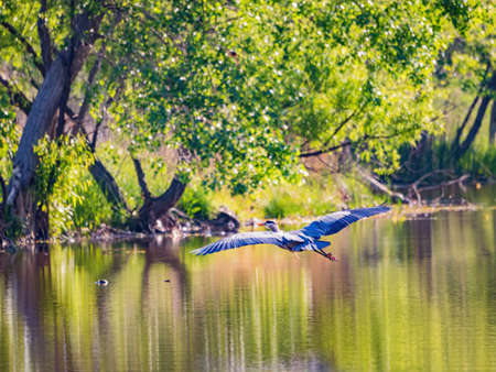 Close up shot of Great blue heron flying over a pond at Oklahomaの写真素材