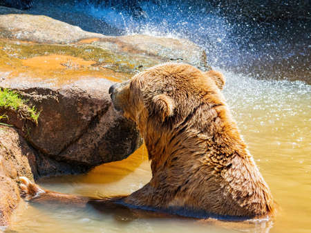 Close up shot of Brown bear playing water at Oklahomaの写真素材
