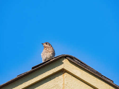 Close up shot of immature Eastern bluebird at Oklahomaの写真素材