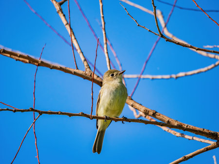 Close up shot of Pacific-slope flycatcher at Oklahomaの写真素材