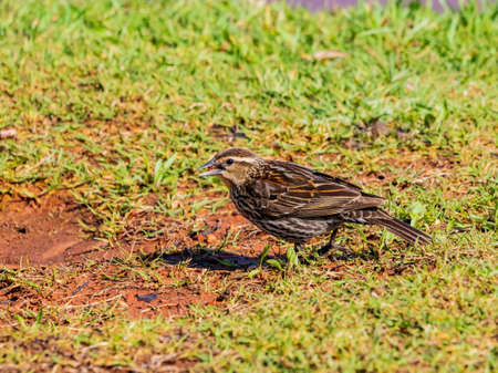 Close up shot of immature Red-winged Blackbird eating dirt at Oklahomaの写真素材