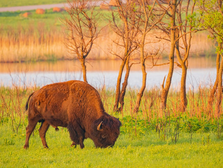 Close up shot of Bison eating grass at Oklahoma