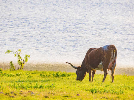 Close up shot of Texas longhorn at Oklahomaの写真素材