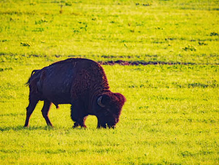 Close up shot of Bison eating grass at Oklahomaの写真素材