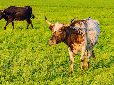 Close up shot of Texas longhorn at Oklahomaの写真素材