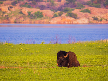 Close up shot of Bison eating grass at Oklahoma