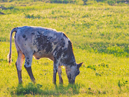 Close up shot of Brangus cow at Oklahomaの写真素材