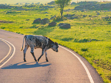Close up shot of Brangus cow at Oklahomaの写真素材