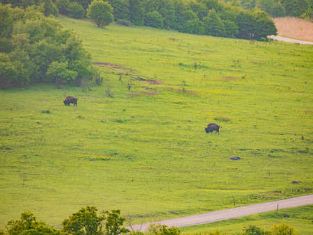 Sunny view of two bison eating grass around Wichita Mountains Wildlife Refuge at Oklahomaの写真素材