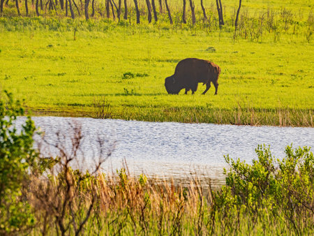Close up shot of Bison eating grass at Oklahoma