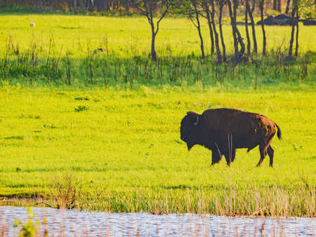 Close up shot of Bison eating grass at Oklahomaの写真素材