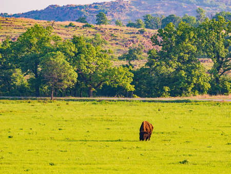 Close up shot of Bison eating grass at Oklahomaの写真素材