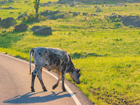 Close up shot of Brangus cow at Oklahoma