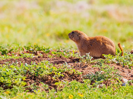 Close up shot of cute Prairie dog at Oklahoma