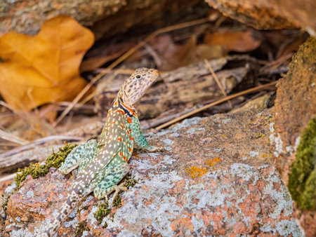 Close up shot of Common collared lizard at Oklahomaの写真素材