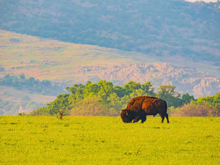Close up shot of Bison eating grass at Oklahomaの写真素材