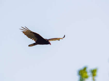 Close up shot of Turkey vulture flying at Oklahomaの写真素材