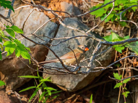 Close up shot of Northern cardinal on a tree at Oklahomaの写真素材
