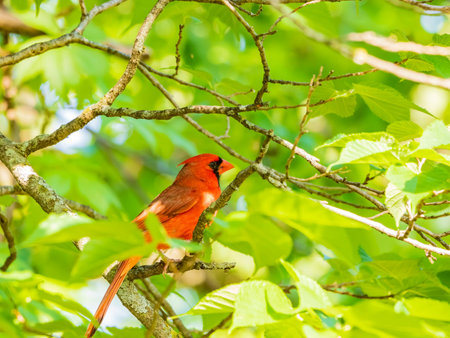 Close up shot of Northern cardinal on a tree at Oklahoma