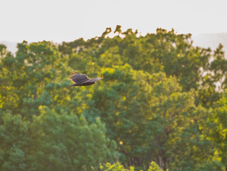 Close up shot of Turkey vulture flying at Oklahoma