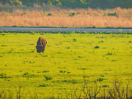 Close up shot of Bison eating grass at Oklahomaの写真素材