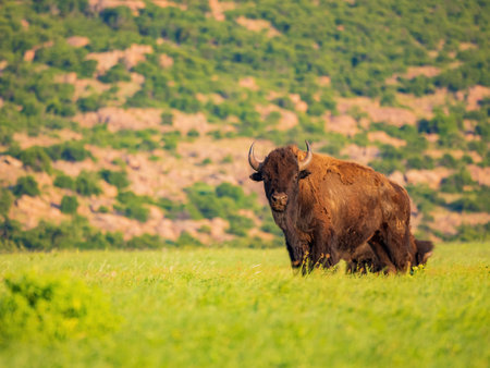 Close up shot of Bison eating grass at Oklahoma