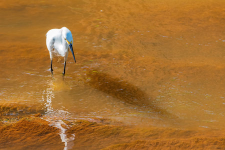 Close up shot of Egret at Oklahomaの写真素材
