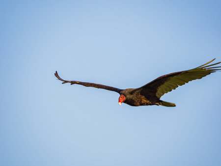 Close up shot of Turkey vulture flying at Oklahoma