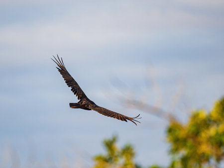 Close up shot of Turkey vulture flying at Oklahoma