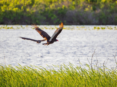 Close up shot of Turkey vulture flying at Oklahoma