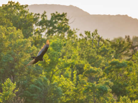 Close up shot of Turkey vulture flying at Oklahomaの写真素材