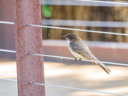 Close up shot of Eastern phoebe at Oklahoma