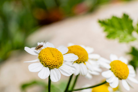 Close up shot of Matricaria chamomilla blossom at Los Angeles, California