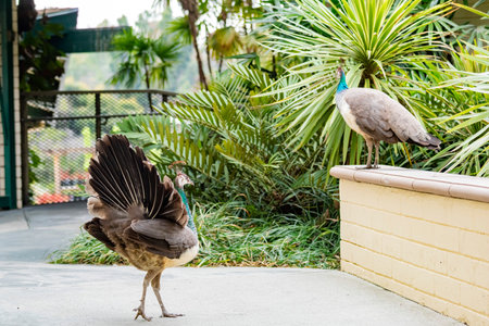 Close up shot of peacock showing its fan at Los Angeles