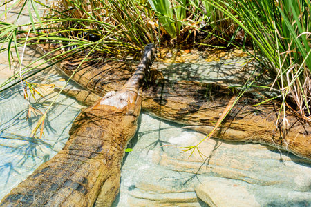 Close up shot of Gharial at Los Angeles, California