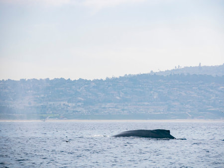 Close up shot of Humpback Whale back at Los Angelesの写真素材