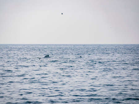 Close up shot of Humpback Whale back at Los Angelesの写真素材