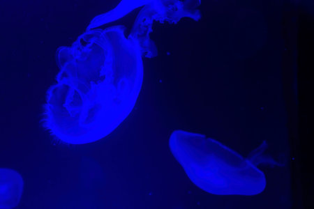 Close up shot of Moon jelly in Aquarium at California