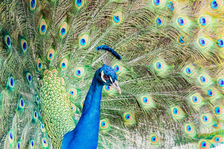 Close up shot of peacock showing its fan at Los Angelesの写真素材