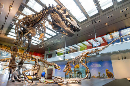 Los Angeles, FEB 4 2015 - Dinosaur fossil bone display in the Natural History Museum of Los Angeles Countyのeditorial素材