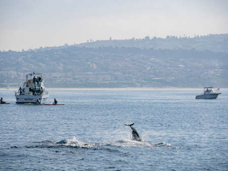 Los Angeles, JAN 18 2015 - Close up shot of dolphin swimming and ships nearbyのeditorial素材