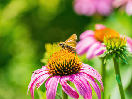 Close up shot of Dakota skipper butterfly in Botanica, The Wichita Gardens at Kansasの写真素材