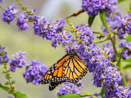 Close up shot of beautiful butterfly in Botanica, The Wichita Gardens at Kansasの写真素材