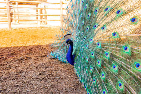 Close up shot of a male peacock showing it's fan in Bent's Old Fort National Historic Site at Coloradoの写真素材