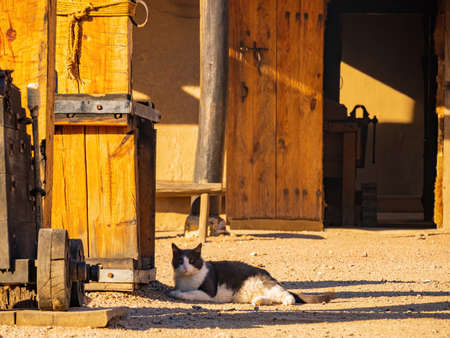 Close up shot of cute gray and white cat in Bent's Old Fort National Historic Site at Coloradoの写真素材