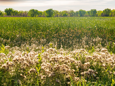 Close up shot of many cotton in Bent's Old Fort National Historic Site at Colorado