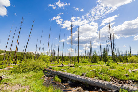 Fire burned tree on the Fairy Falls Trail at Wyomingの写真素材